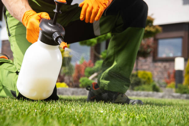 Best Wasp Removal Services  in Staunton, IL