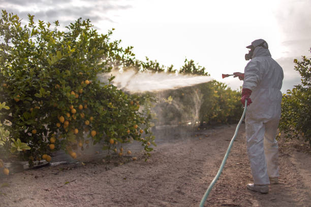 Best Bed Bug Extermination  in Staunton, IL