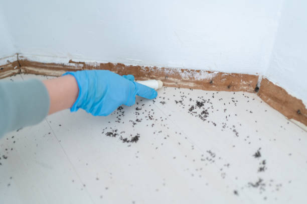 Best Best Pest Control Companies  in Staunton, IL